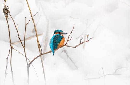 A Common Kingfisher Perched on a Tree Branch
