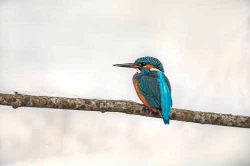 Free A Common Kingfisher Perched on a Tree Branch Stock Photo