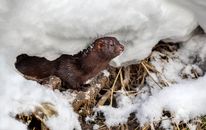 A Brown American Mink near the Snow