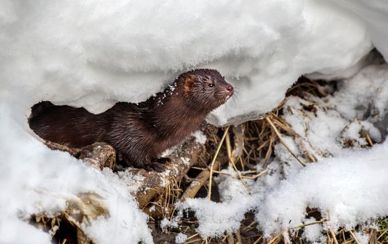 A Brown American Mink near the Snow