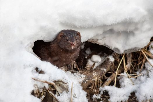 Brown Animal on Snow Covered Ground
