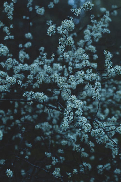 Kostenloses Stock Foto zu ast, baum, blume