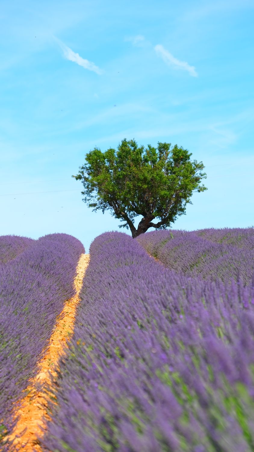 Field of Purple Flowers · Free Stock Photo