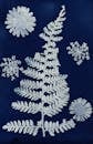 Cyanotype on paper Presenting White Fern Leaf and Few Flowers