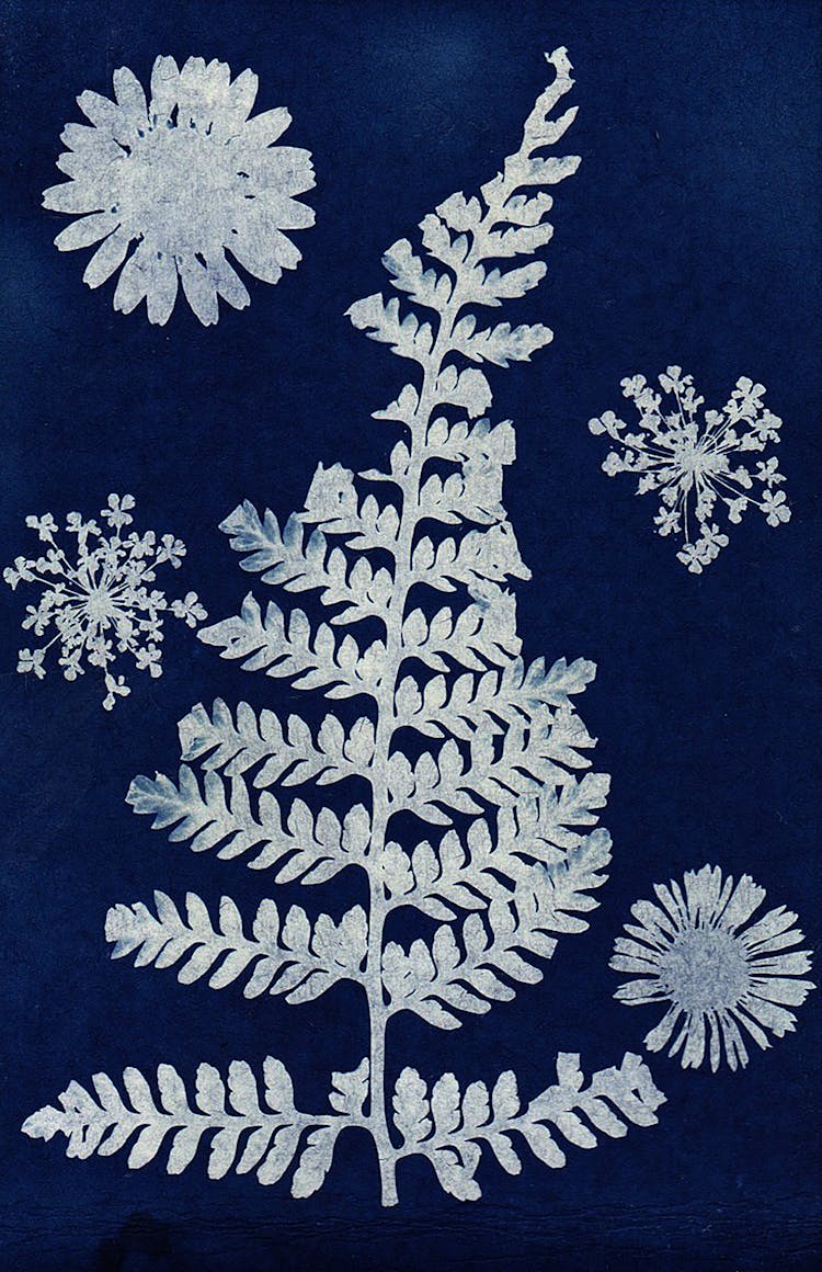 Cyanotype On Paper Presenting White Fern Leaf And Few Flowers