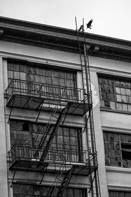 Dramatic black and white photo of a bird flying over a fire escape on an urban building.