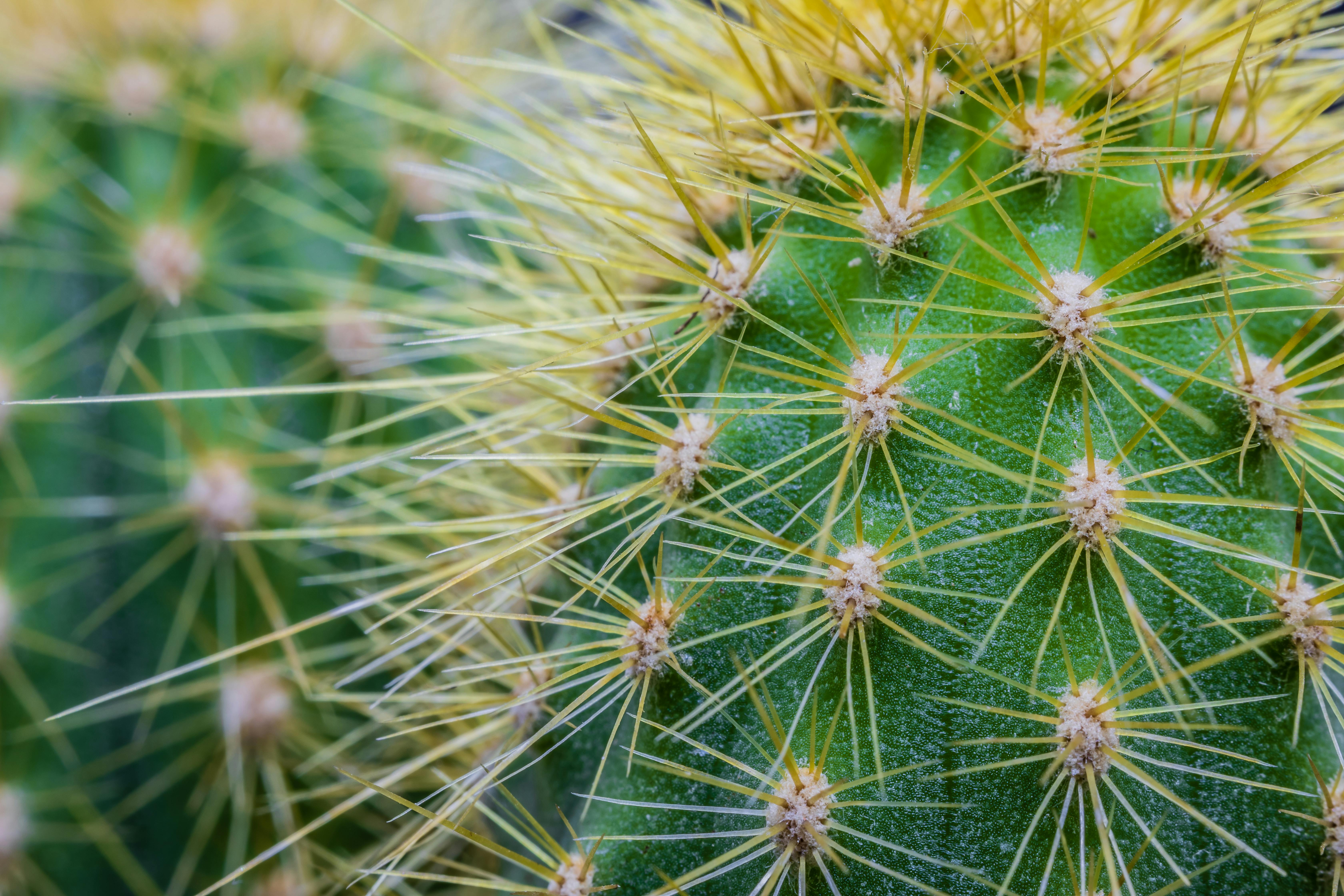 2.963 Ilustrações de Cactus - Getty Images