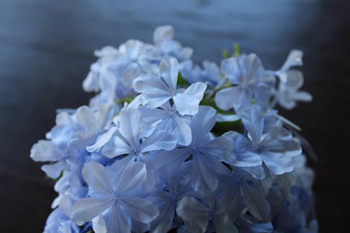 紫色小花, 綻放, 花卉攝影 的 免費圖庫相片
