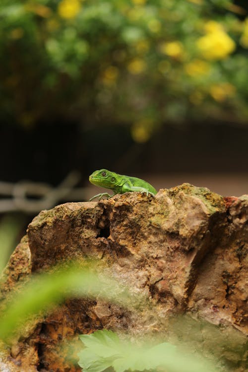 A Green Lizard on Brown Rock