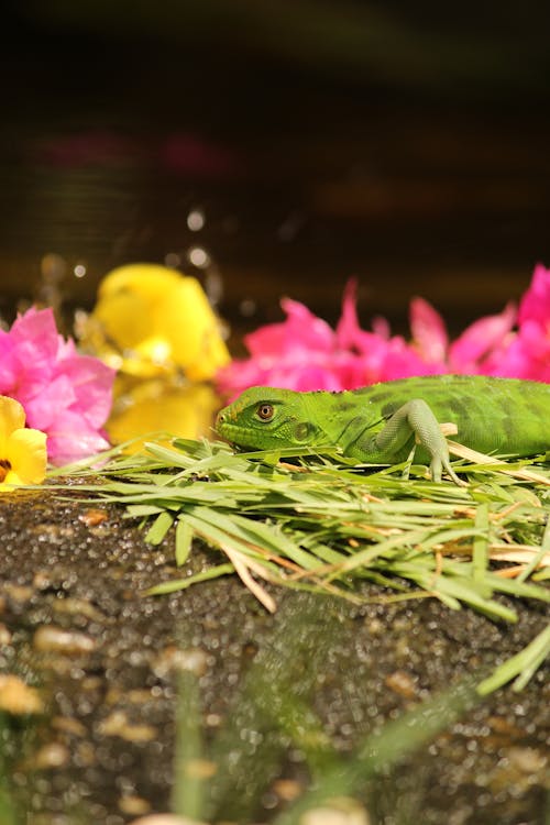 A Green Lizard on Green Leaves