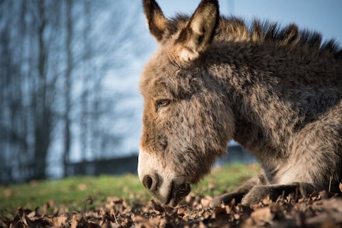 Foto d'estoc gratuïta de animal, burro, domèstic