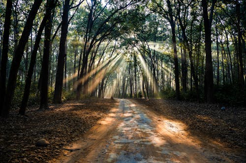 Foto d'estoc gratuïta de boscos, camí de carro, carretera