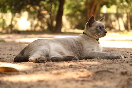 Foto d'estoc gratuïta de animal, gat, mascota