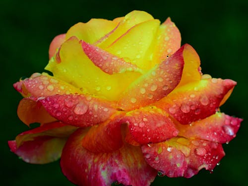Free Macro Photography of a Blooming Rose Stock Photo