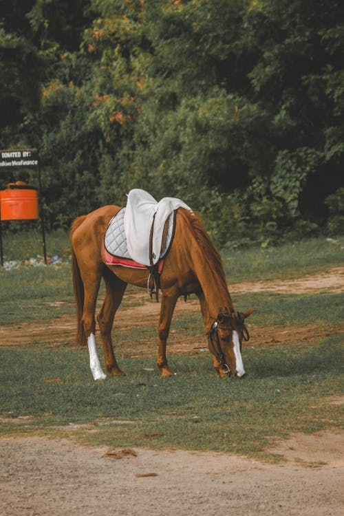 Gratuit Imagine de stoc gratuită din animal, cal, fotografiere verticală Fotografie de stoc