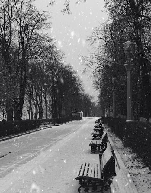 Grayscale Photo of Park Benches Under the Snow