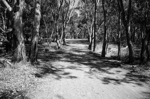 Grayscale Photo of a Path Between Trees 