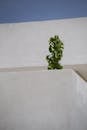 A Green Plant on White Wall