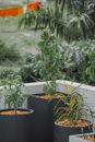 Green Plant on Brown Clay Pot