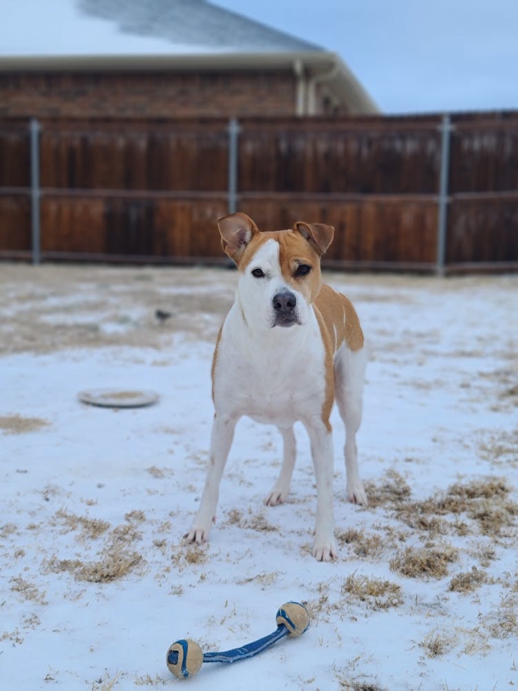 Dog On Yard In Winter