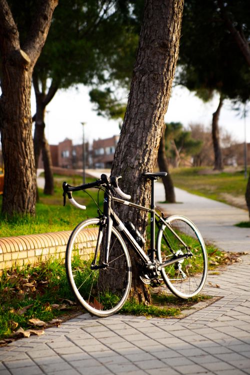 Free A bicycle leans against a tree in a sunny outdoor park, capturing serenity and lifestyle. Stock Photo