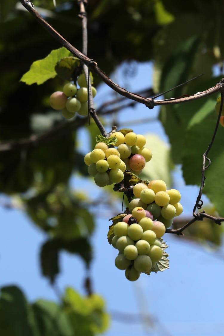 Grapes Growing On Vine