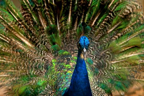 Free Detailed close-up of a peacock displaying its vibrant, colorful feathers outdoors. Stock Photo