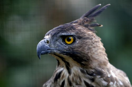 Free Detailed portrait of a crested hawk-eagle showcasing its sharp gaze and distinctive feathers. Stock Photo