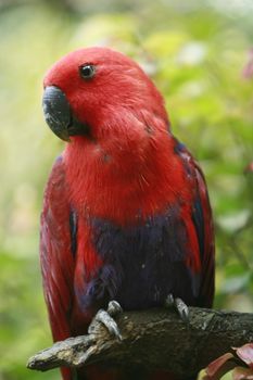 parrot photo