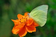 Macro Photography of a Green Common Emigrant on Orange Flower