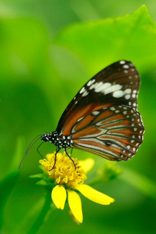 Ảnh lưu trữ miễn phí về bắn dọc, Con bướm, côn trùng học