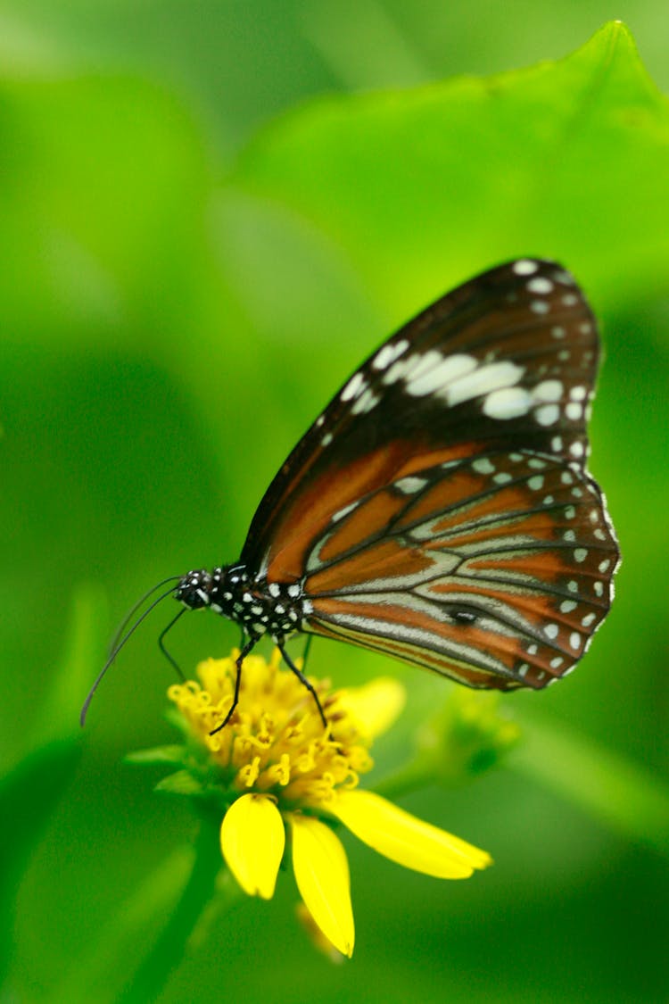 Macro Photography Of A Malay Tiger Butterfly On Yellow Flower