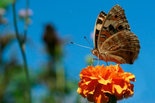 бесплатная Бесплатное стоковое фото с бабочка, бабочки, дикая природа Стоковое фото
