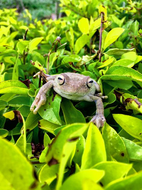 Free Vibrant green frog camouflaged in tropical foliage, showcasing nature's beauty in Brazil. Stock Photo