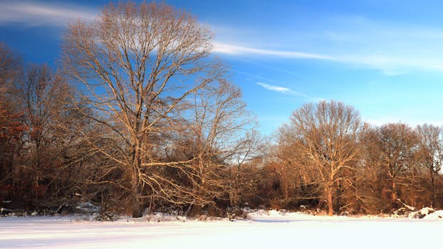 A scenic winter view with leafless trees under a bright blue sky and snow-covered ground.