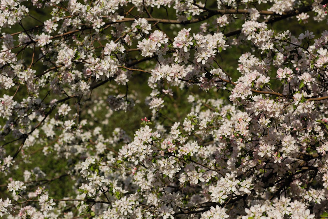 White Cherry Blossom Flowers · Free Stock Photo