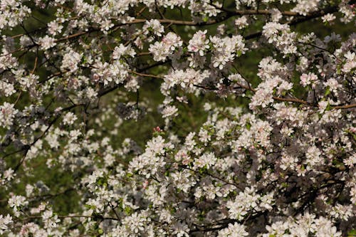 Бесплатное стоковое фото с белые цветы, весна, ветви