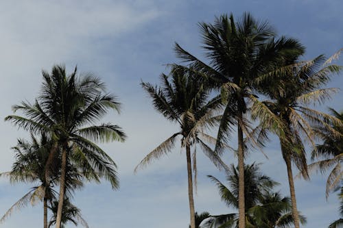 Foto profissional grátis de árvores, céu azul, coco