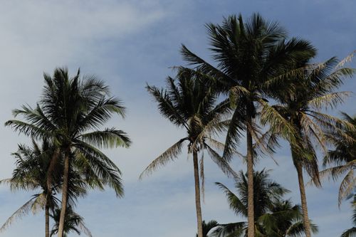 Free Low-angle shot of tall palm trees under a blue sky, perfect for tropical themes. Stock Photo