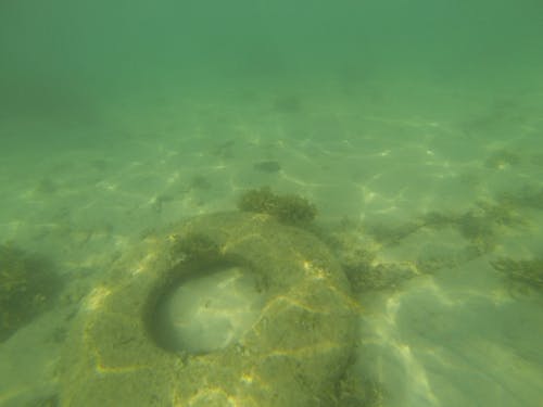 Fishes Swimming on Murky Water