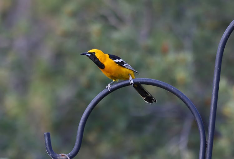 Close-Up Shot Of A Bird 