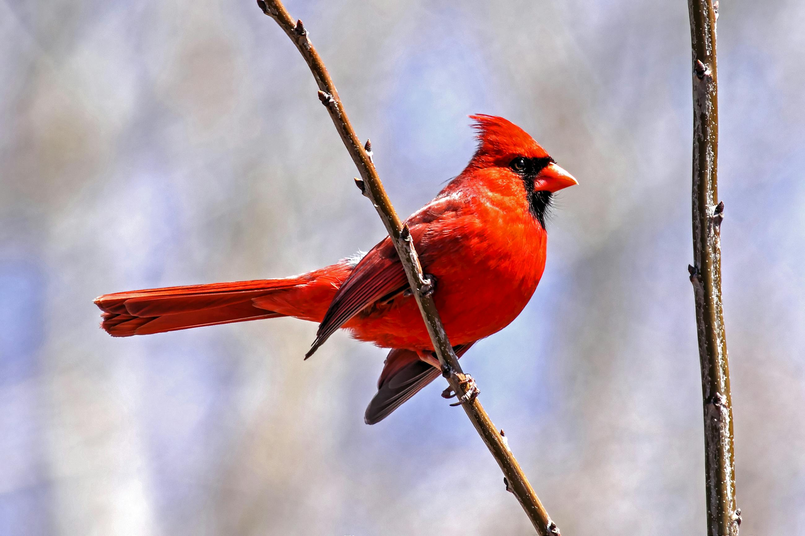 Photo of Northern Cardinal Perched on Brown Tree Branch · Free Stock Photo