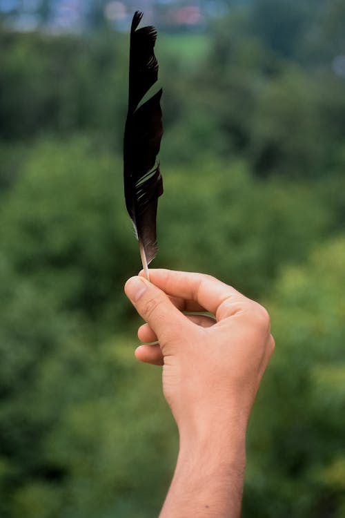 Person Holding Black Feather
