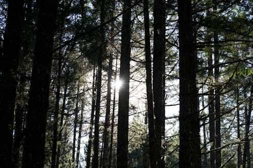 Free stock photo of forest, sun forest