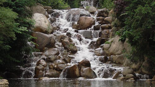 Fotos de stock gratuitas de agua, arboles, cascada