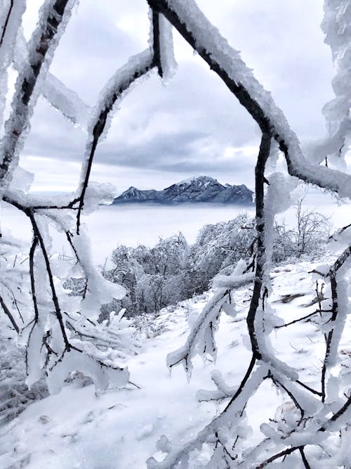 buz gibi hava, çıplak ağaçlar, dallar içeren Ücretsiz stok fotoğraf