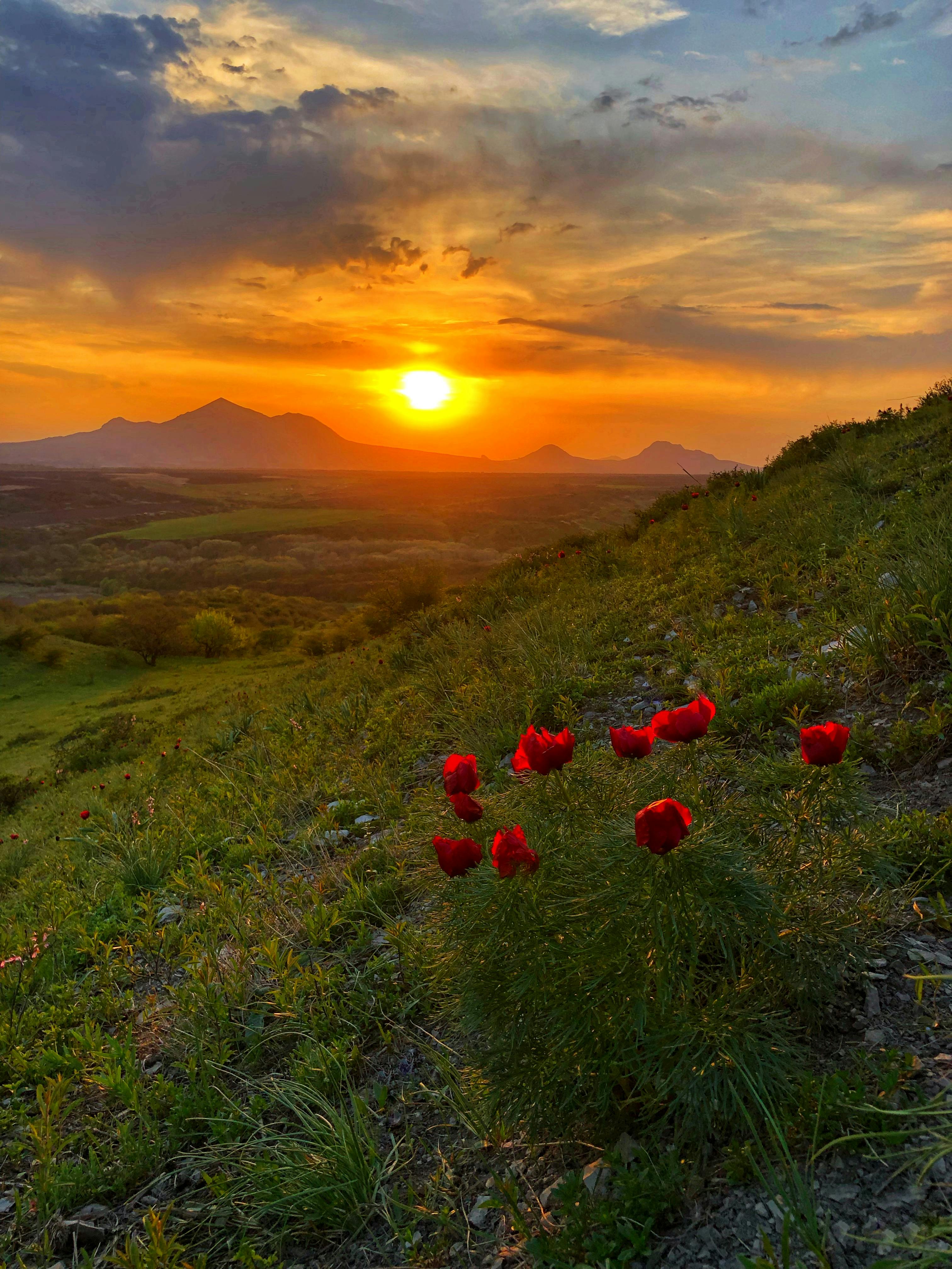 Vibrant sunset in Nizhnepodkumskii, Russia with mountains and red flowers in foreground.