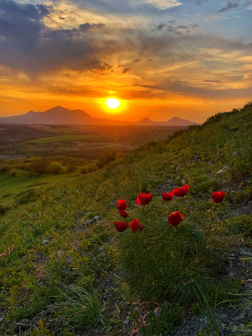 Red Flowers on Green Grass Field During Sunset
