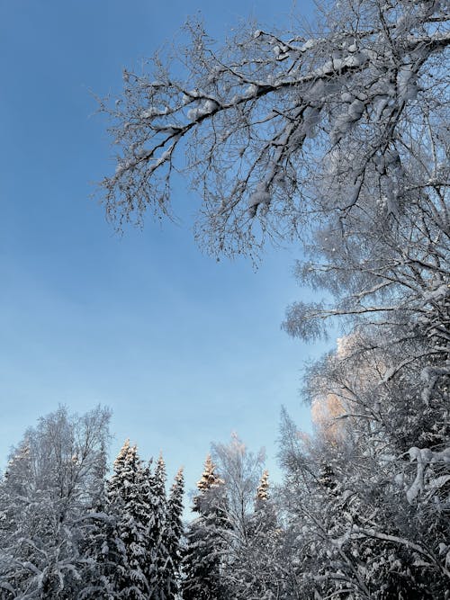 grátis Foto profissional grátis de árvores, céu azul, coberto de neve Foto profissional
