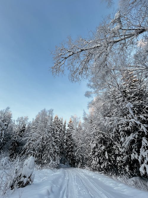 Snow Covered Trees Under Blue Sky